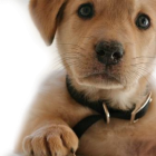 [charity_name] Legacy Society